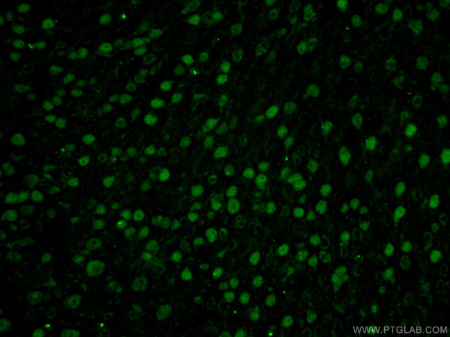 A2BP1 Antibody in Immunohistochemistry (PFA fixed) (IHC (PFA))