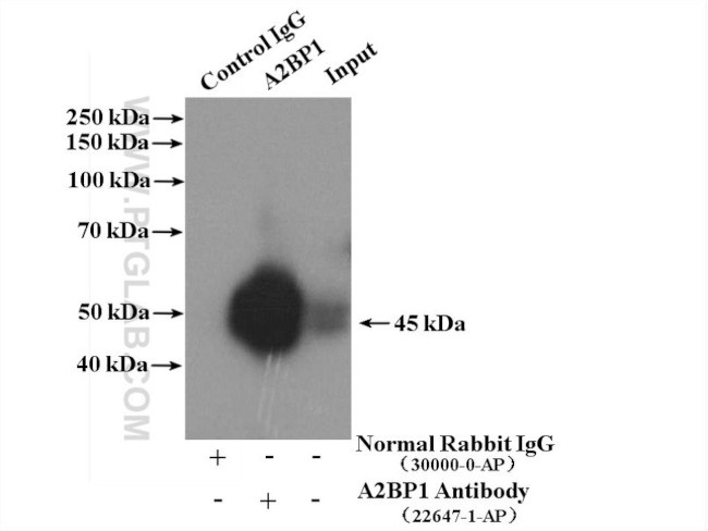 A2BP1 Antibody in Immunoprecipitation (IP)