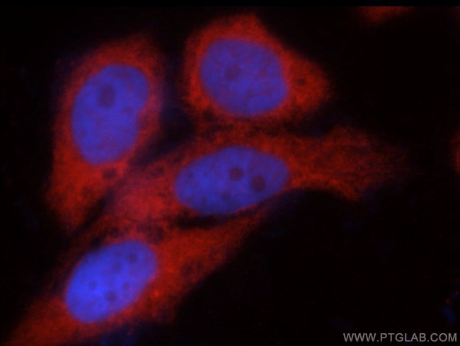 C14orf39 Antibody in Immunocytochemistry (ICC/IF)