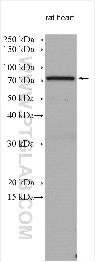 ARK5 Antibody in Western Blot (WB)