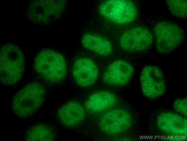 UBR5 Antibody in Immunocytochemistry (ICC/IF)