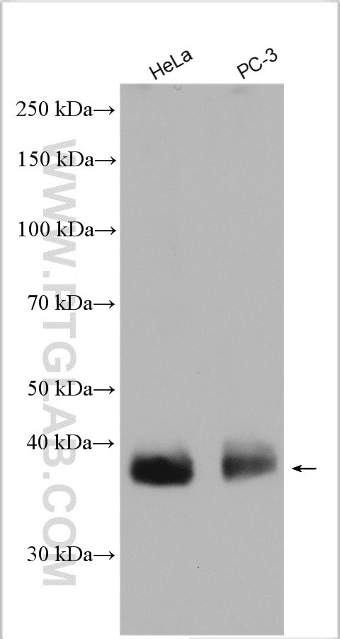 MCT4 Antibody in Western Blot (WB)