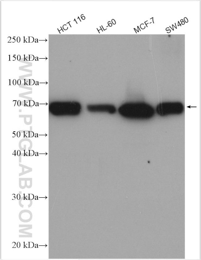 PRR14 Antibody in Western Blot (WB)