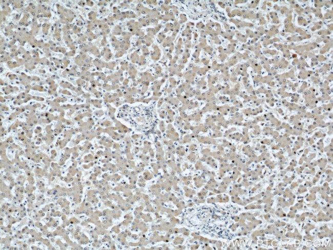 C7orf30 Antibody in Immunohistochemistry (Paraffin) (IHC (P))