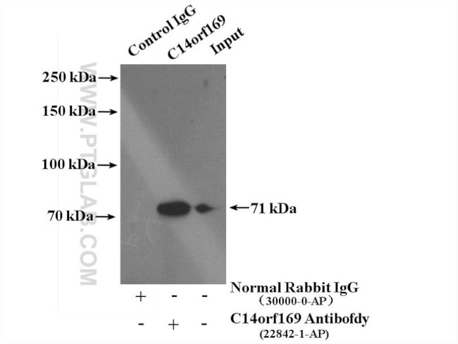 NO66/C14orf169 Antibody in Immunoprecipitation (IP)