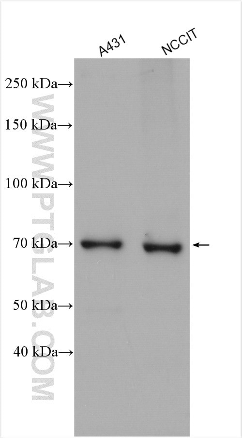 NO66/C14orf169 Antibody in Western Blot (WB)