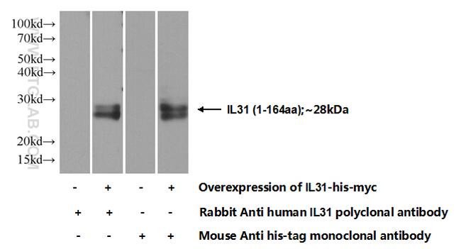 IL31 Antibody in Western Blot (WB)