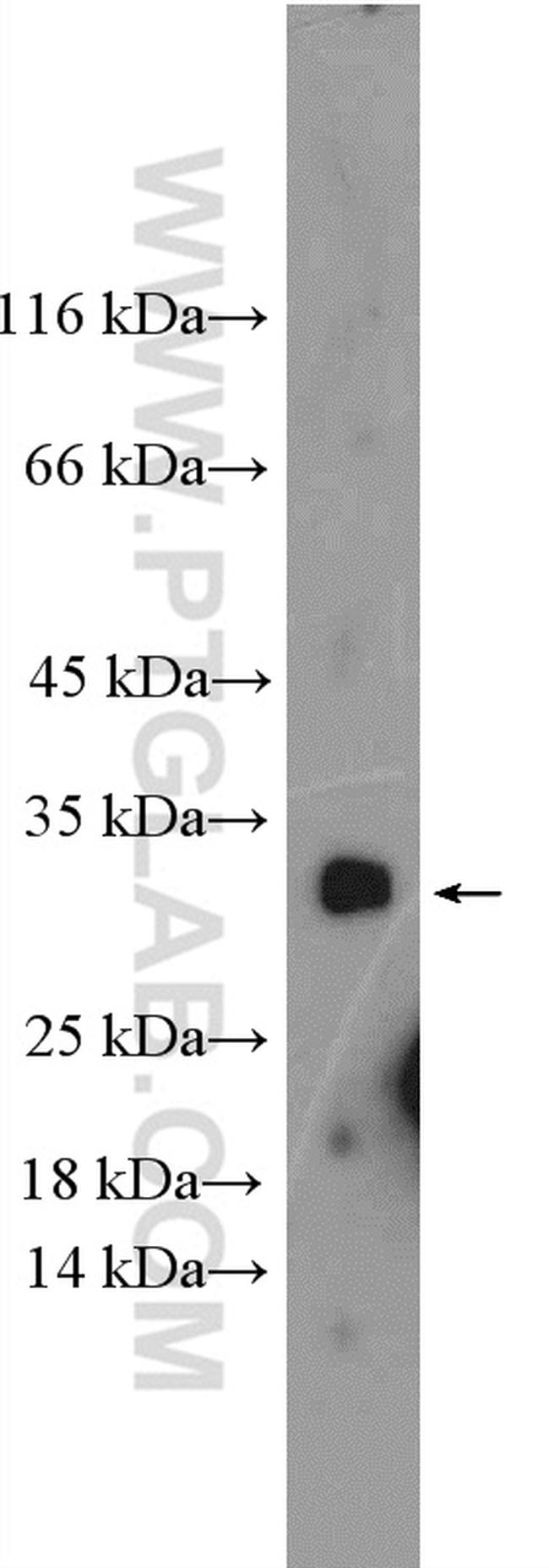 IL31 Antibody in Western Blot (WB)