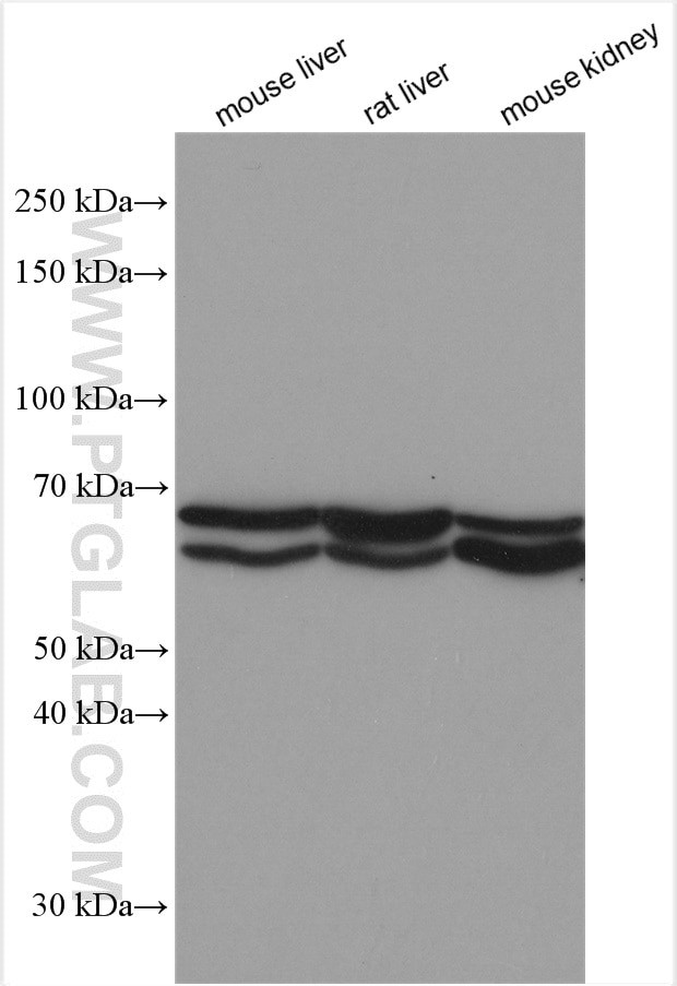 ACSM2A Antibody in Western Blot (WB)