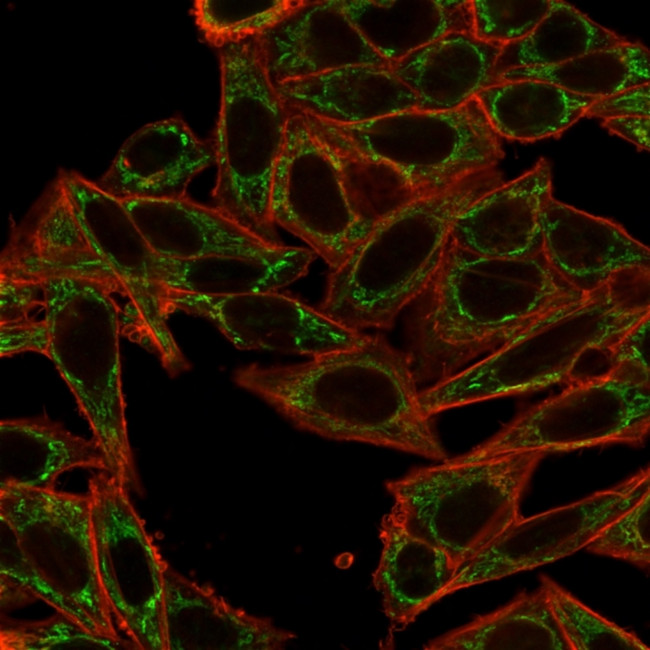 SIRT2 Antibody in Immunocytochemistry (ICC/IF)