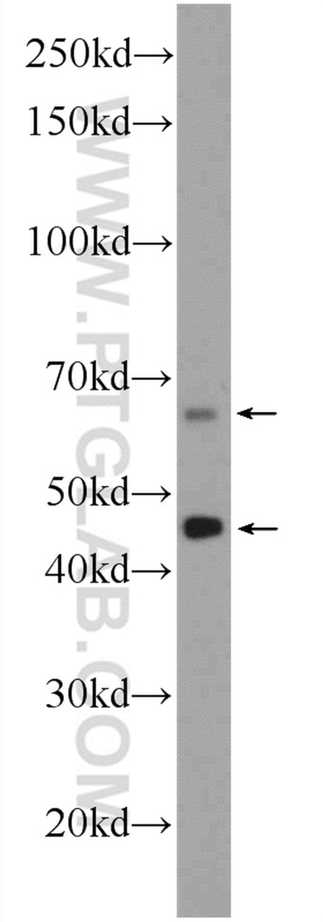 Osteopontin Antibody in Western Blot (WB)