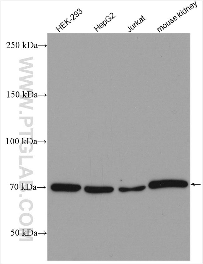 Osteopontin Antibody in Western Blot (WB)