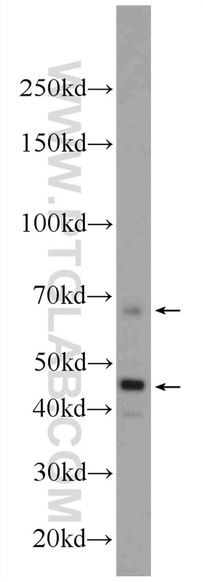 Osteopontin Antibody in Western Blot (WB)