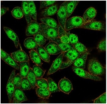 FOXL1/Forkhead Box Protein L1 (Transcription Factor) Antibody in Immunocytochemistry (ICC/IF)