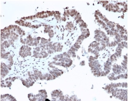 FOXL1/Forkhead Box Protein L1 (Transcription Factor) Antibody in Immunohistochemistry (Paraffin) (IHC (P))