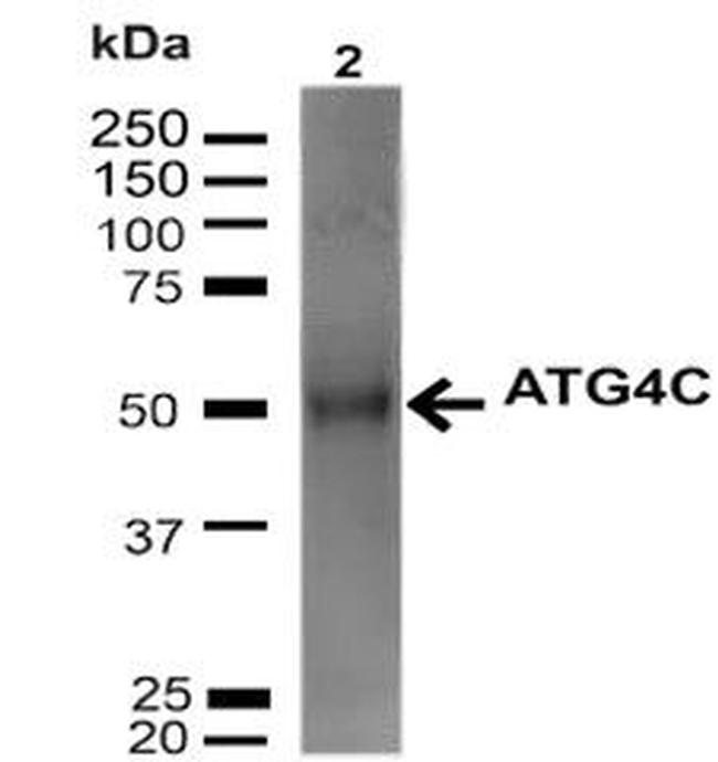 Atg4C Antibody in Western Blot (WB)