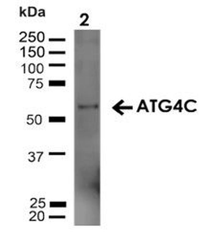 Atg4C Antibody in Western Blot (WB)