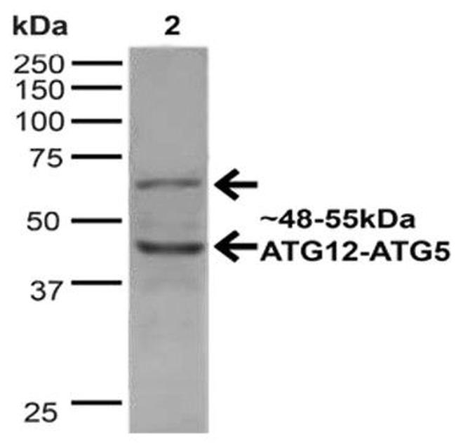 Atg12 Antibody in Western Blot (WB)