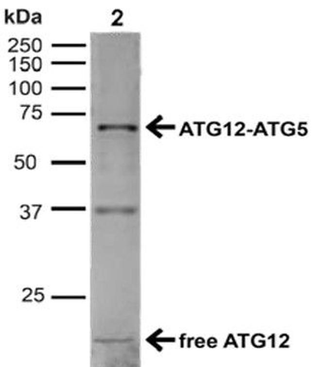 Atg12 Antibody in Western Blot (WB)