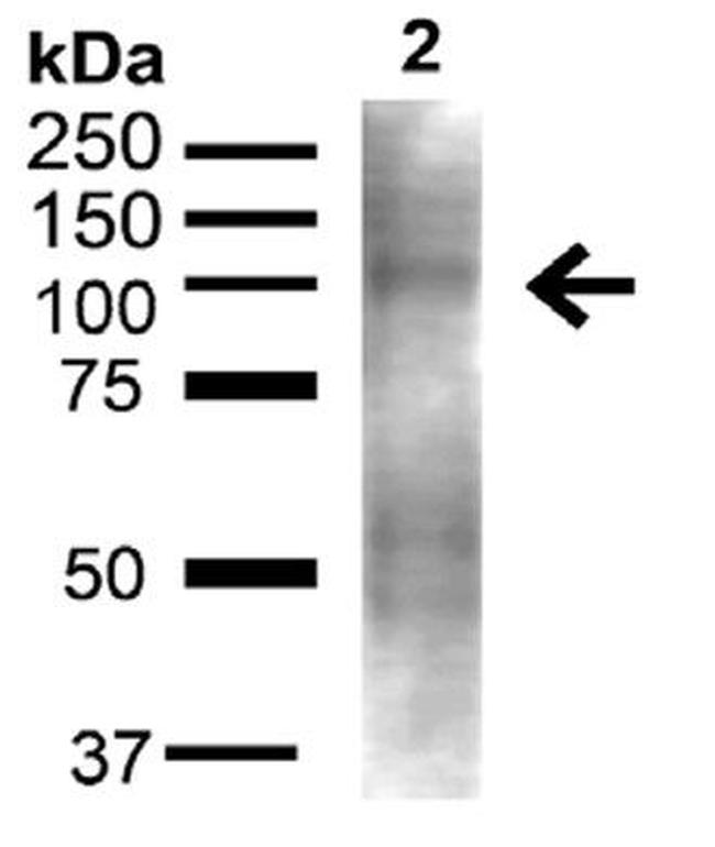 UVRAG Antibody in Western Blot (WB)