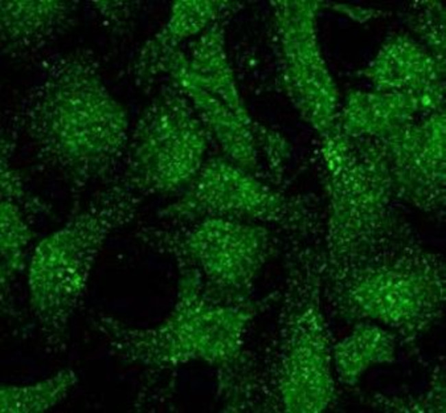 UVRAG Antibody in Immunocytochemistry (ICC/IF)