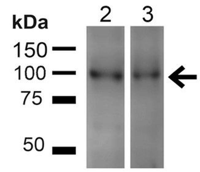 UVRAG Antibody in Western Blot (WB)