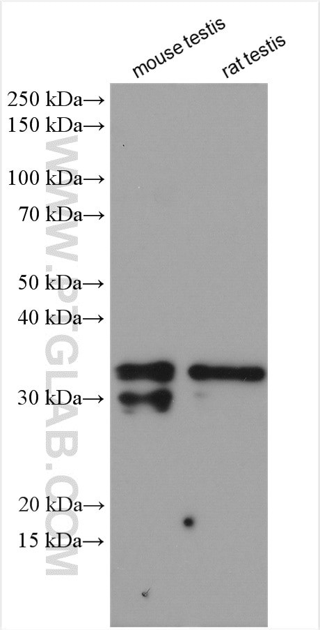 SCP3 Antibody in Western Blot (WB)