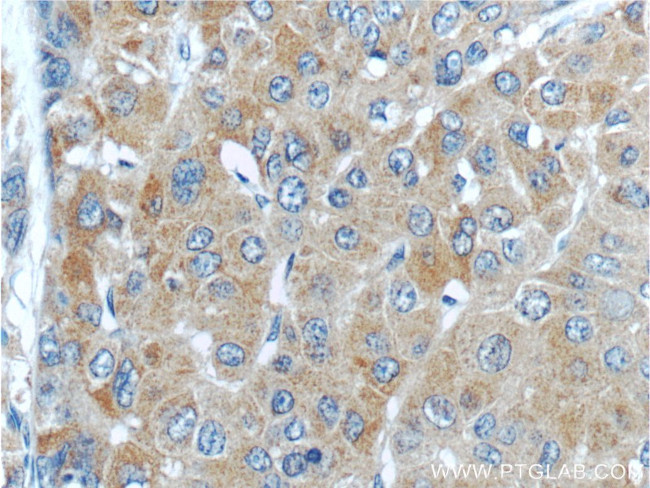 PGLYRP2 Antibody in Immunohistochemistry (Paraffin) (IHC (P))