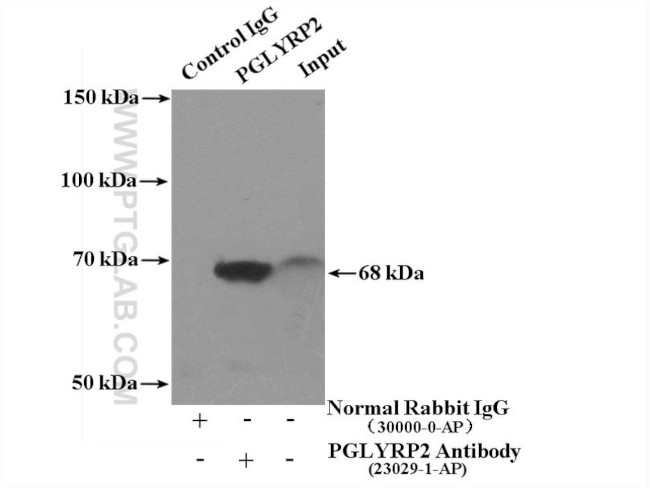 PGLYRP2 Antibody in Immunoprecipitation (IP)