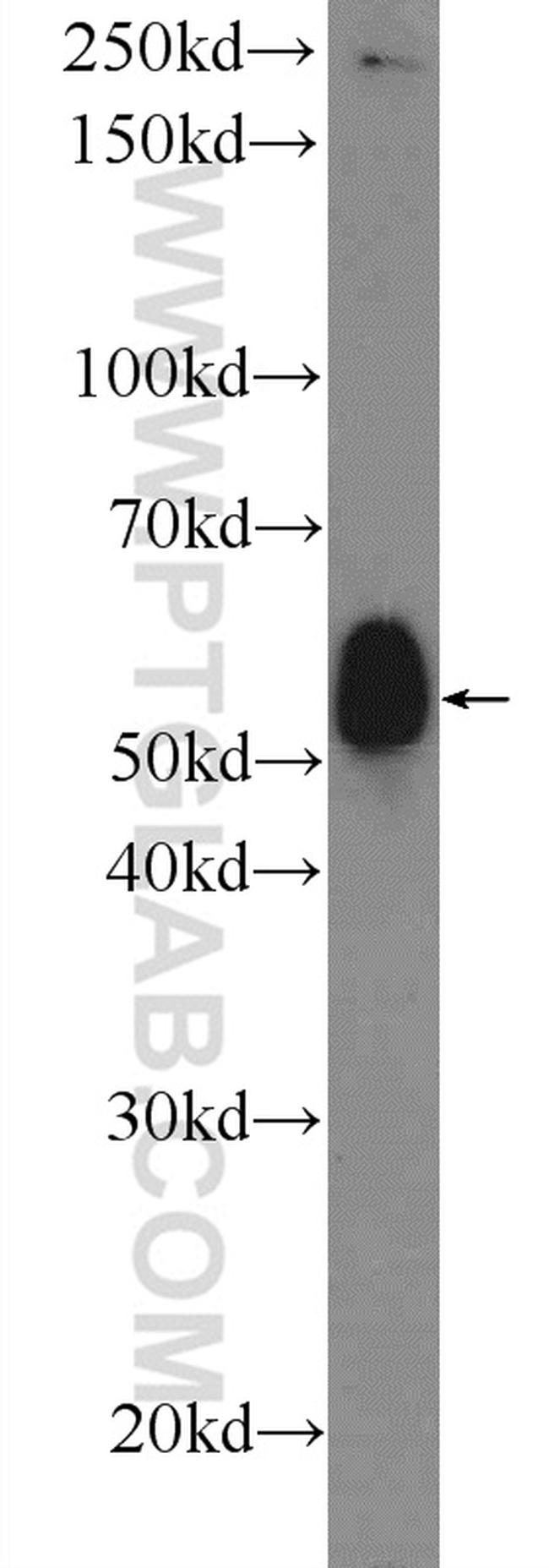 F7 Antibody in Western Blot (WB)