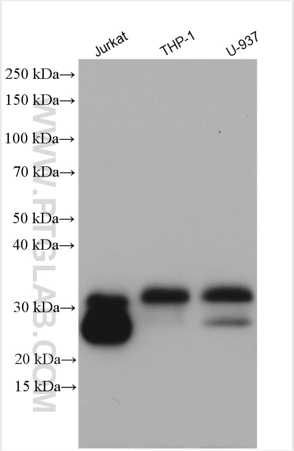 CD99 Antibody in Western Blot (WB)