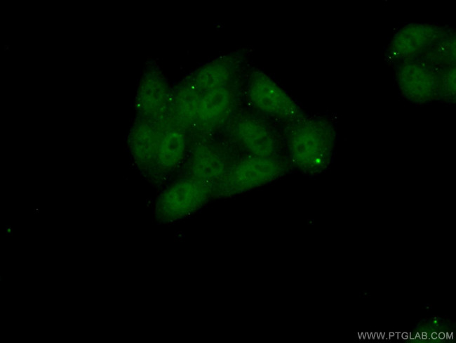 BEND3 Antibody in Immunocytochemistry (ICC/IF)