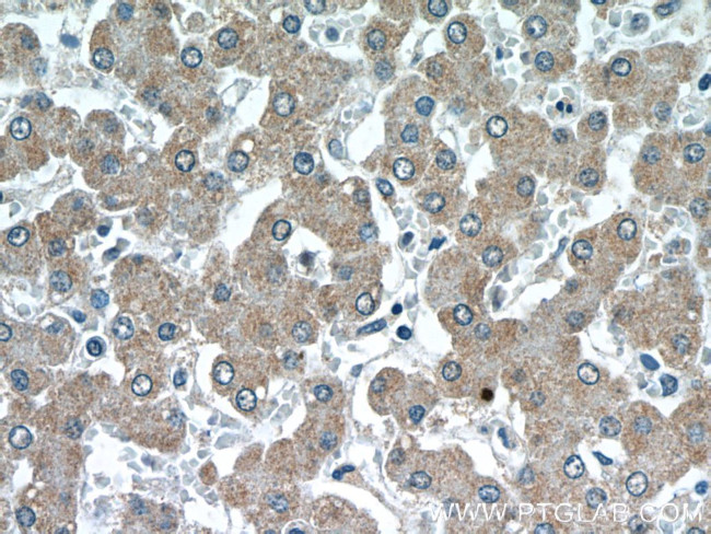 GATC Antibody in Immunohistochemistry (Paraffin) (IHC (P))