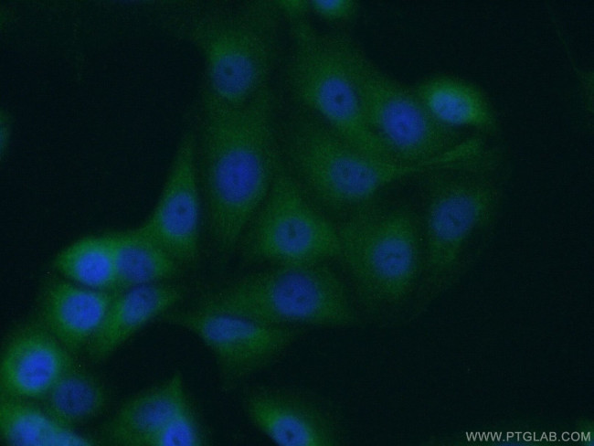 P4HA3 Antibody in Immunocytochemistry (ICC/IF)