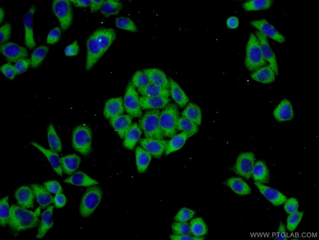 LRRC47 Antibody in Immunocytochemistry (ICC/IF)