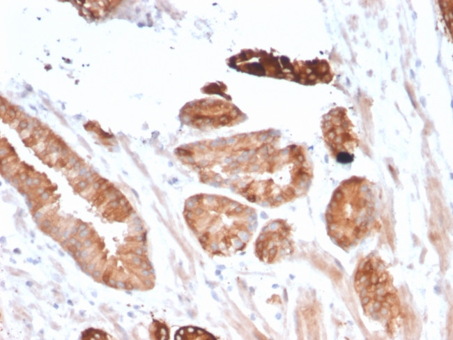 Flt3/CD135 Antibody in Immunohistochemistry (Paraffin) (IHC (P))