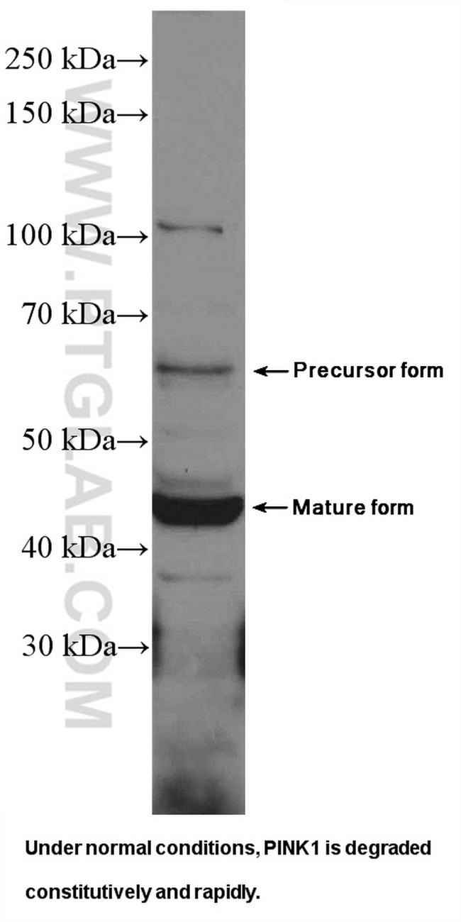 PINK1 Antibody in Western Blot (WB)