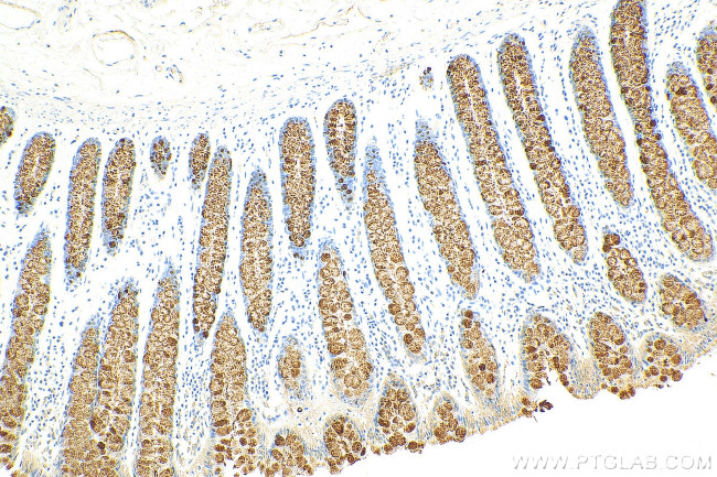 Trefoil factor 3 Antibody in Immunohistochemistry (Paraffin) (IHC (P))