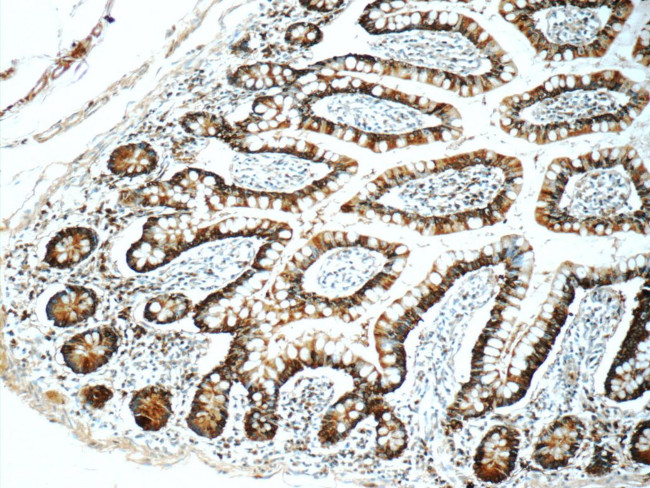 Trefoil factor 3 Antibody in Immunohistochemistry (Paraffin) (IHC (P))