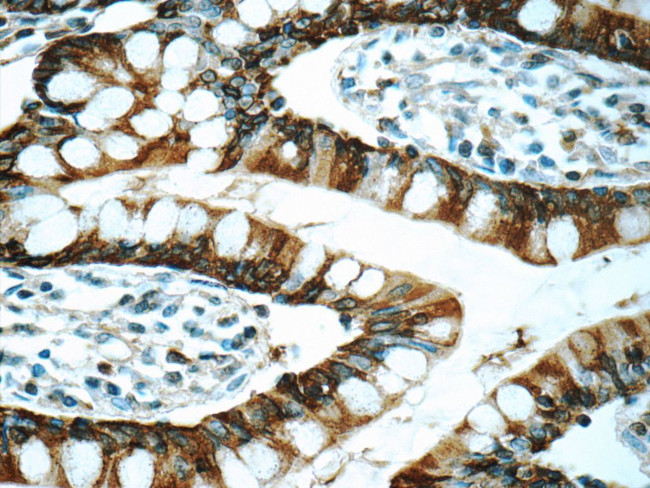 Trefoil factor 3 Antibody in Immunohistochemistry (Paraffin) (IHC (P))