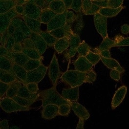 UBR2/E3 ubiquitin-protein ligase UBR2 (Transcription Factor) Antibody in Immunocytochemistry (ICC/IF)