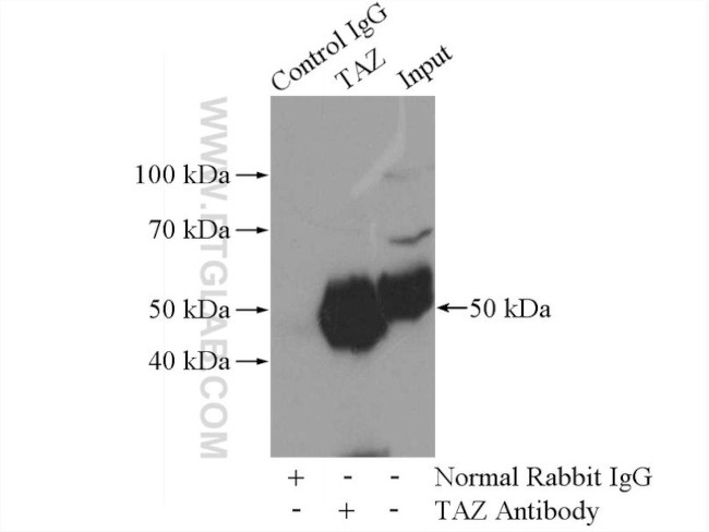 TAZ Antibody in Immunoprecipitation (IP)