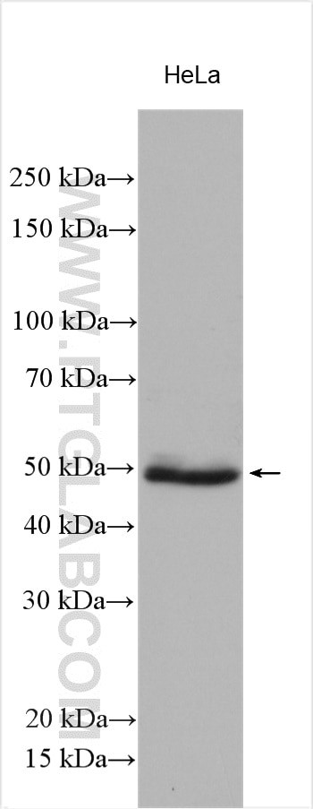 TAZ Antibody in Western Blot (WB)