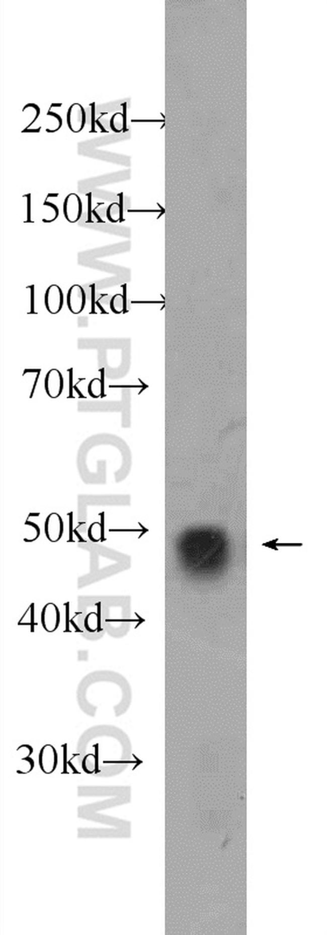 TAZ Antibody in Western Blot (WB)