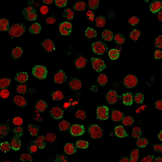 ICOS-L/ICOS Ligand/B7RP-1 (Immuno-Oncology Target) Antibody in Immunocytochemistry (ICC/IF)