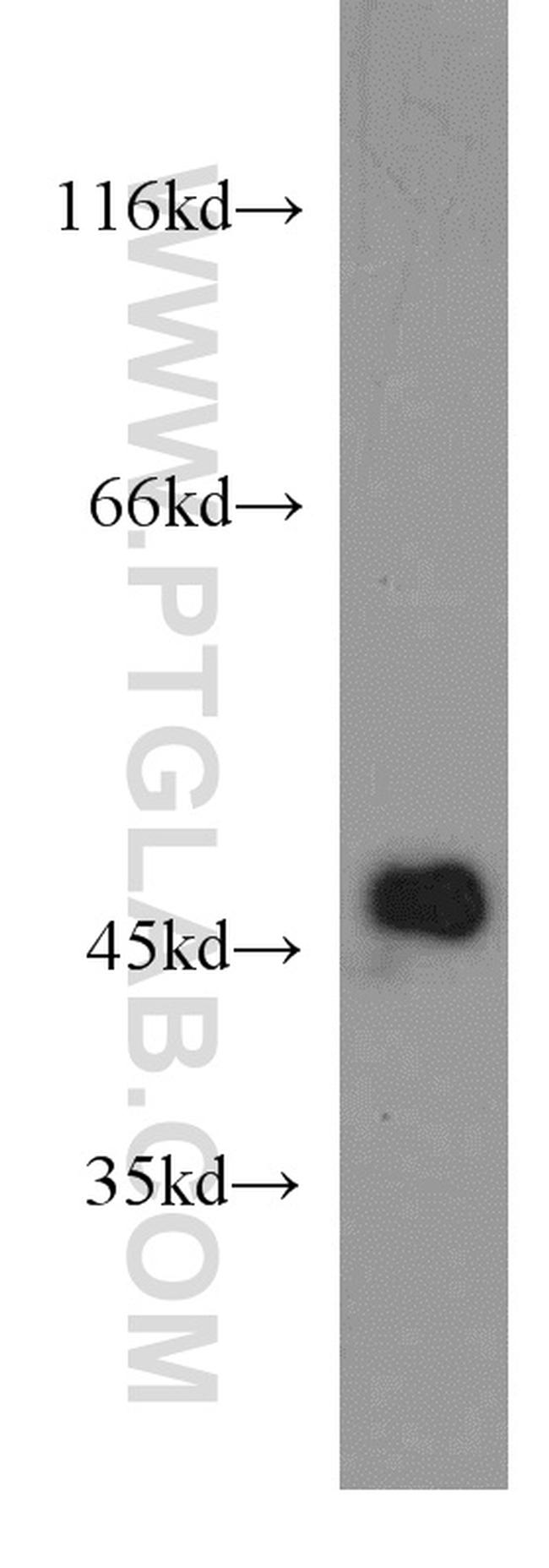 IDH1 Antibody in Western Blot (WB)