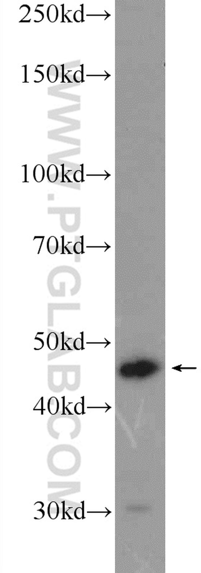 IDH1 Antibody in Western Blot (WB)