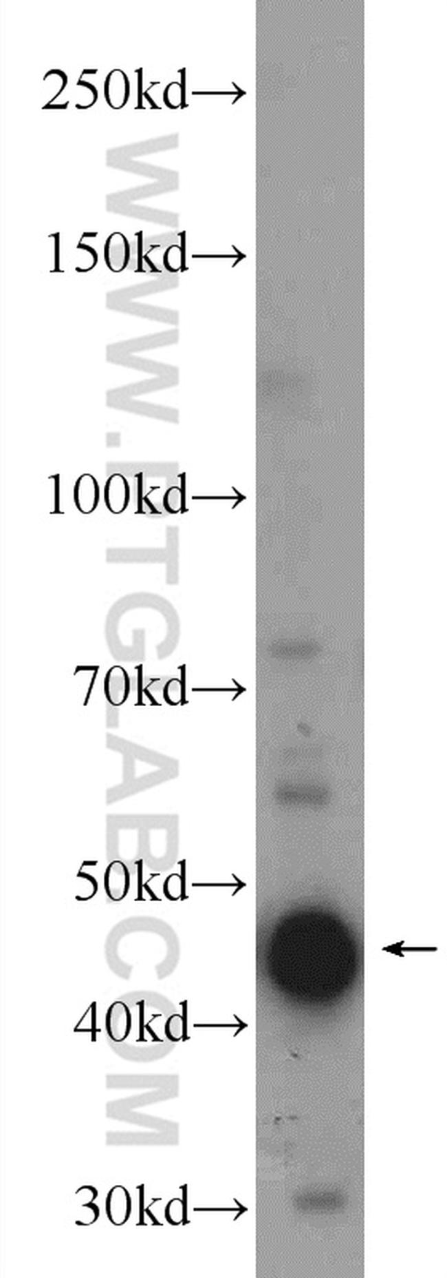 IDH1 Antibody in Western Blot (WB)