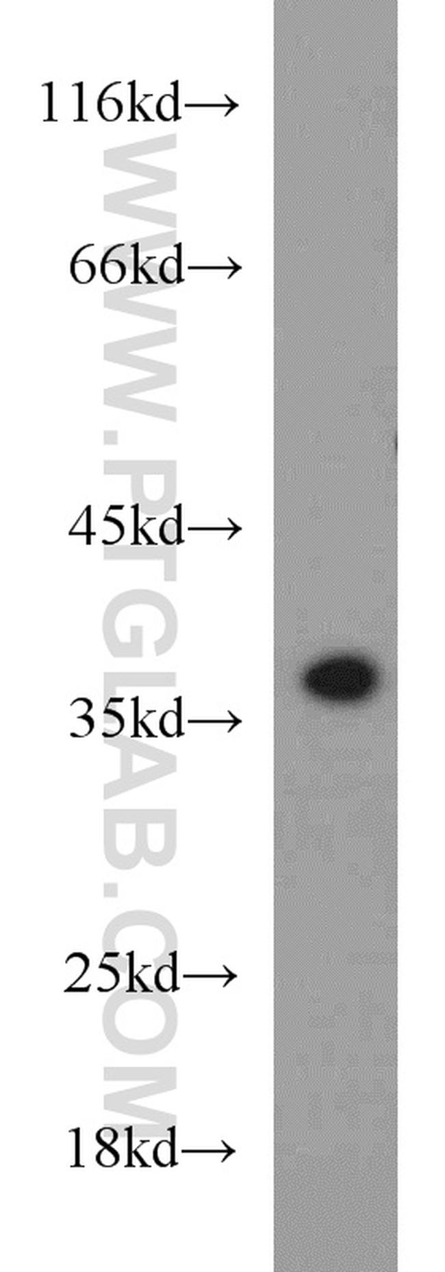 CAMLG Antibody in Western Blot (WB)