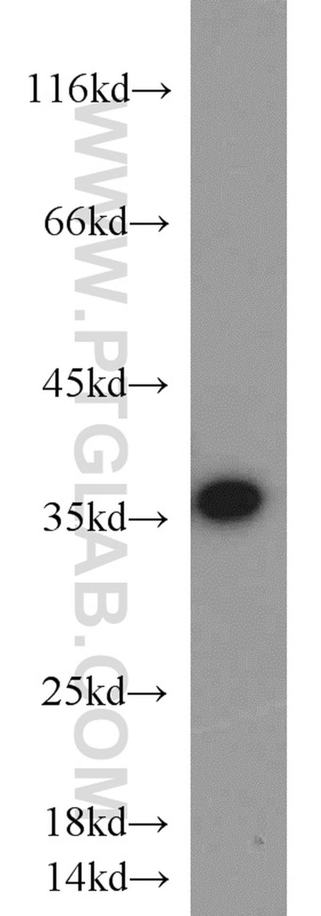 CAMLG Antibody in Western Blot (WB)